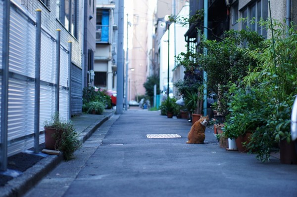 東京猫景　人形町